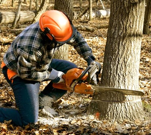 Tree Removal in Sanders, AZ